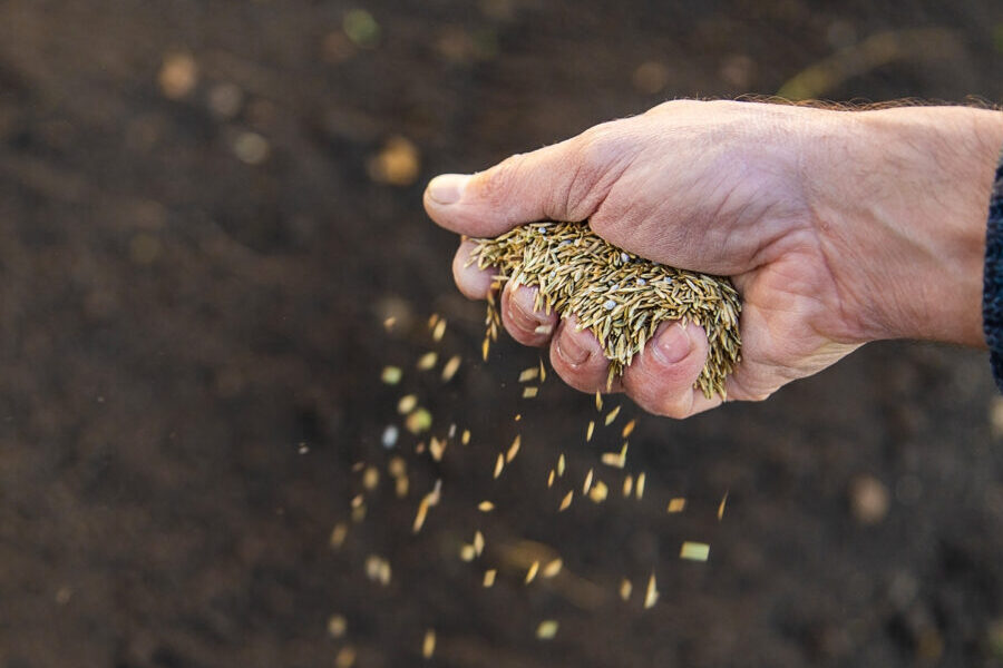 Purdue University Establishing Turfgrass Areas from Seed