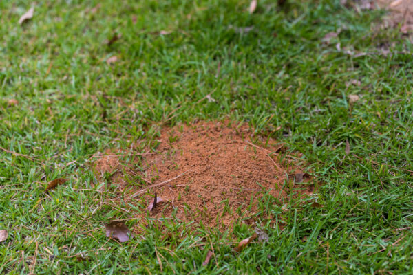 Ant Control Services in Indianapolis