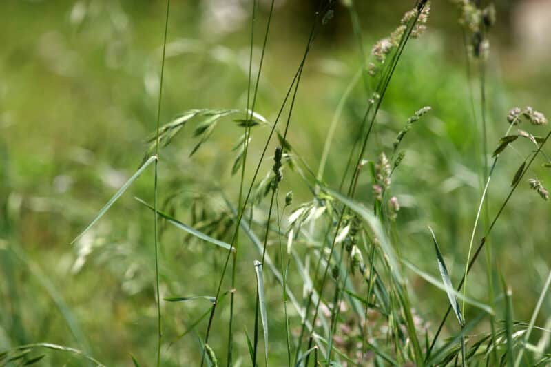 Crabgrass Control Services in Indianapolis