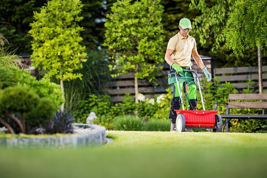Professional Caucasian lawn specialist demonstrating spreading grass seeds on a lawn using a seed spreader. Tool.