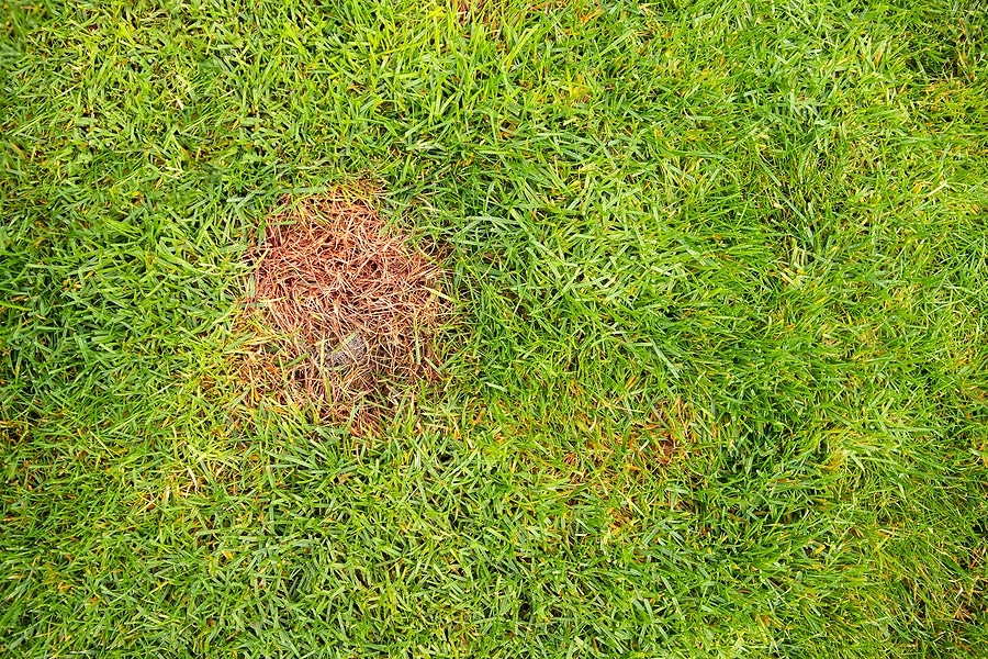 Image of a lawn fragment affected by the red thread fungus.
