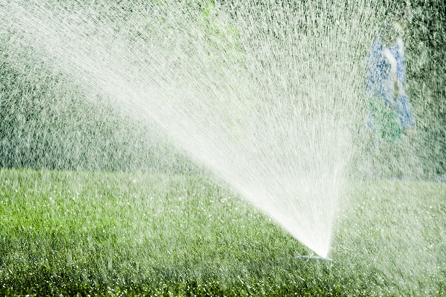 Cool-Season Lawns: Summer Dormancy and Best Practices