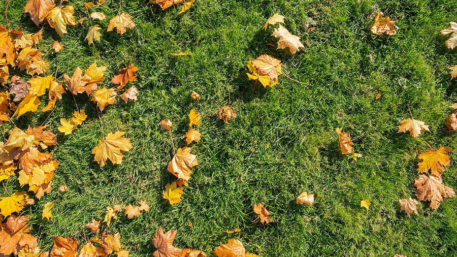 Green grass in red, yellow and orange fallen maple leaves. Beautiful lawn after the last autumn mow before winter. Territory care, fertilization and plant feeding. 