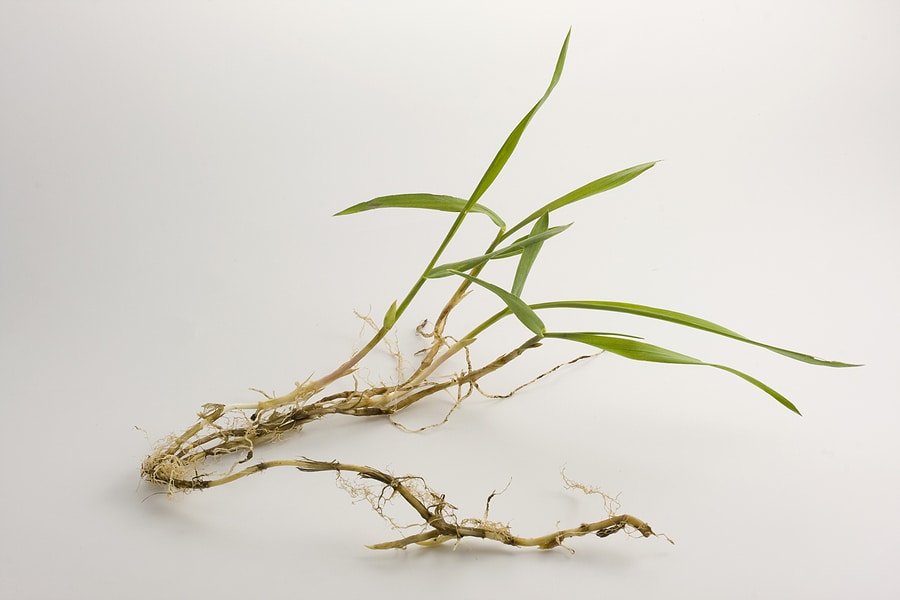 Preventing Crabgrass: Essential Tips for Hoosier Homeowners