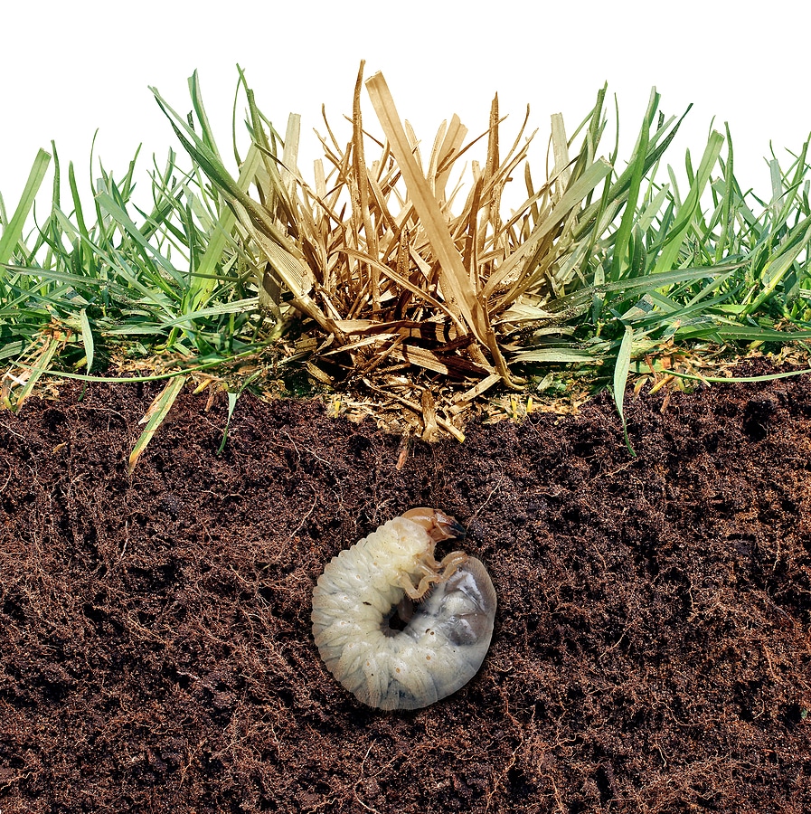 Prevent Lawn Damage: Schedule Grub Control Today