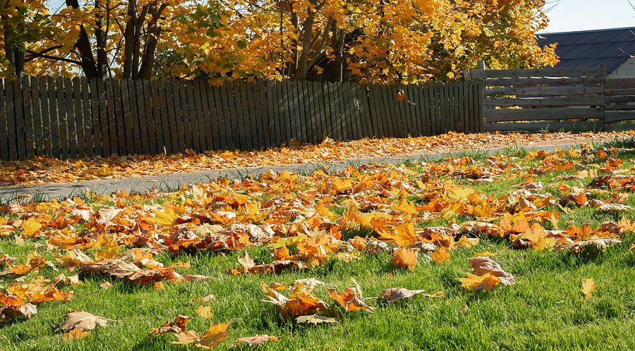 Revitalize Your Indianapolis Lawn with Fall Lawn Aeration Services