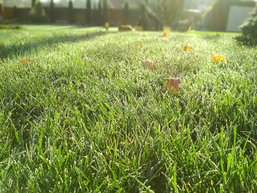Fall Fertilization & Weed Control: Expert Lawn Care in Indianapolis