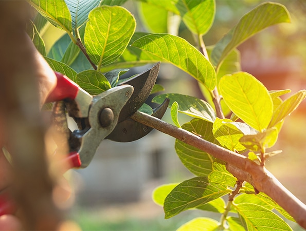 Fall Cleanup Services in Indianapolis